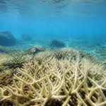 Acidification des océans cause : comprendre les origines du phénomène
