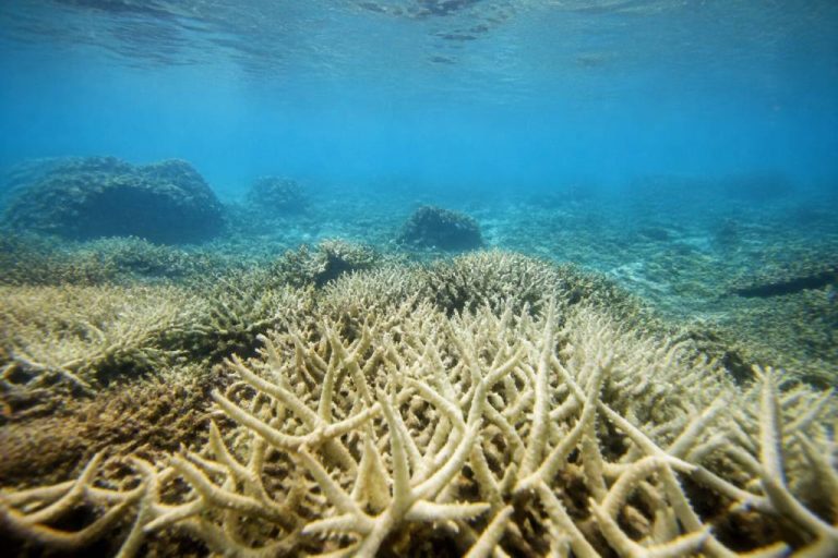 Acidification des océans cause : comprendre les origines du phénomène