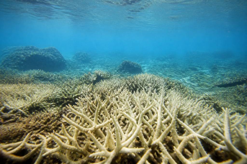 Acidification des océans cause : comprendre les origines du phénomène
